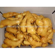 High Quality Chinese fat fresh ginger